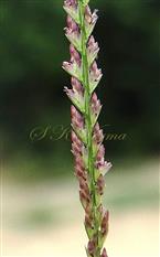 Raceme (a part) - Spikelets with 3-4 florets